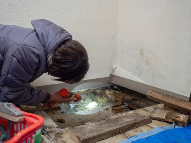 Best Mold Removal for HVAC Installations  in Telluride, CO