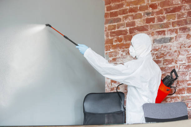 Best Mold Removal for HVAC Installations  in Telluride, CO