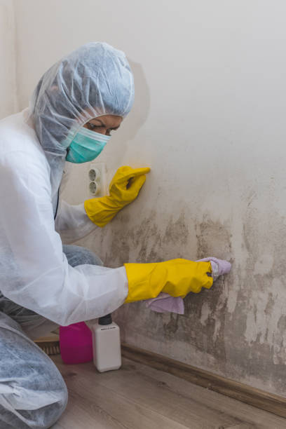 Mold Removal for HVAC Installations in Telluride, CO