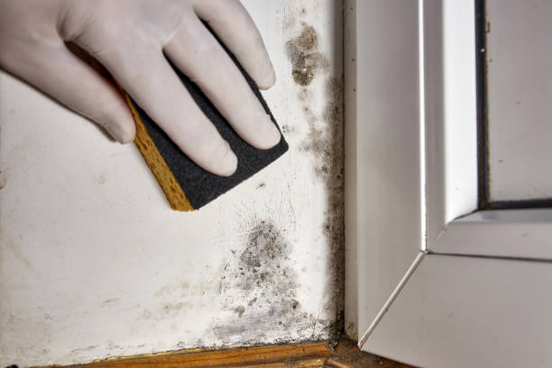 Best Residential Mold Inspection & Testing  in Telluride, CO